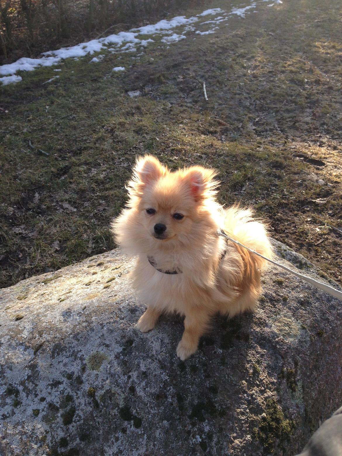 Pomeranian Simba - Simba syntes stenen var så spændende, at han skulle prøve at sidde på den billede 11