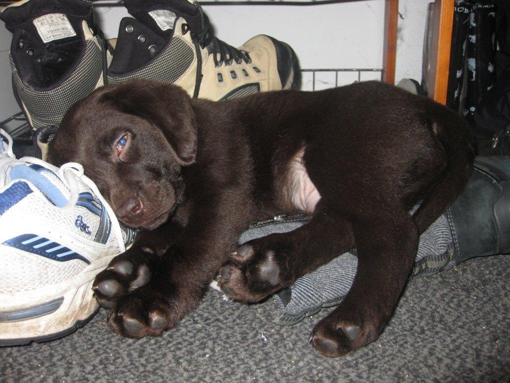 Labrador retriever Balder - Da han var 9 uger! :-)) billede 2