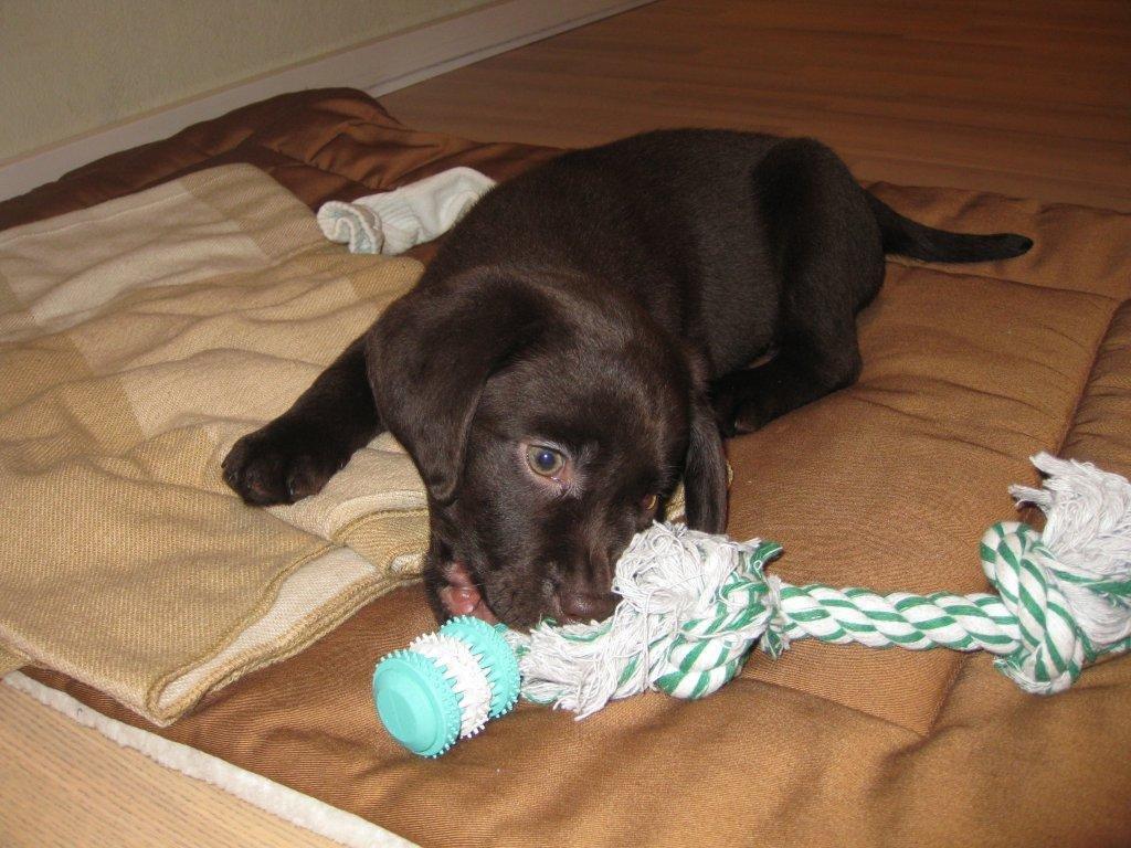 Labrador retriever Balder - Da han var 8 uger!  billede 3