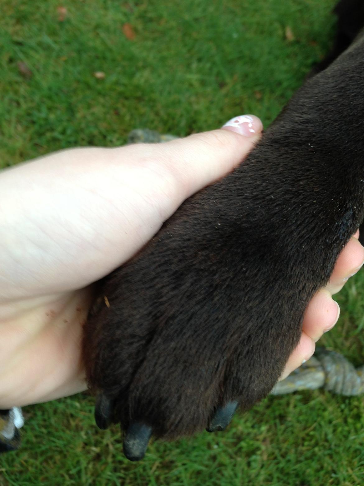 Labrador retriever Balder - Dig og mig! <3 billede 4