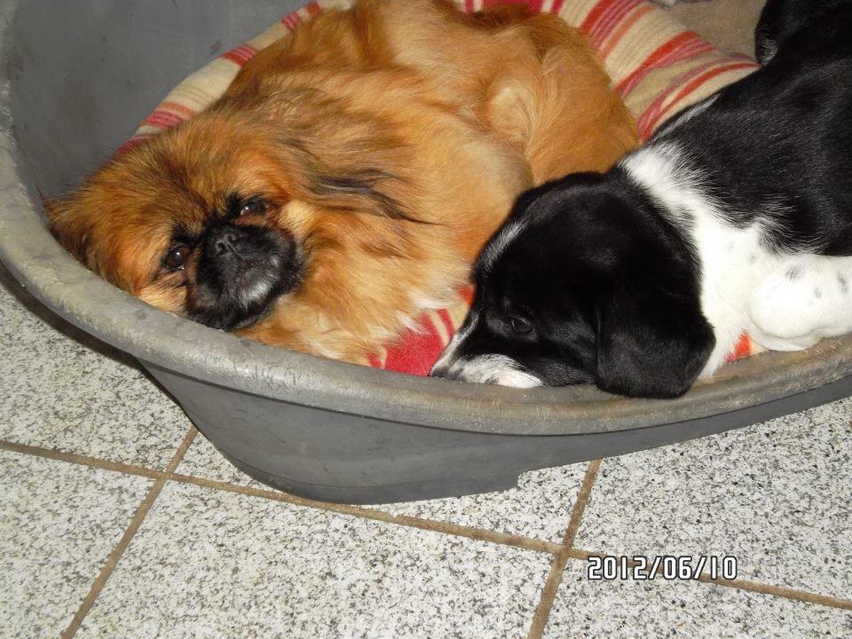 Pekingeser Tothi billede 4