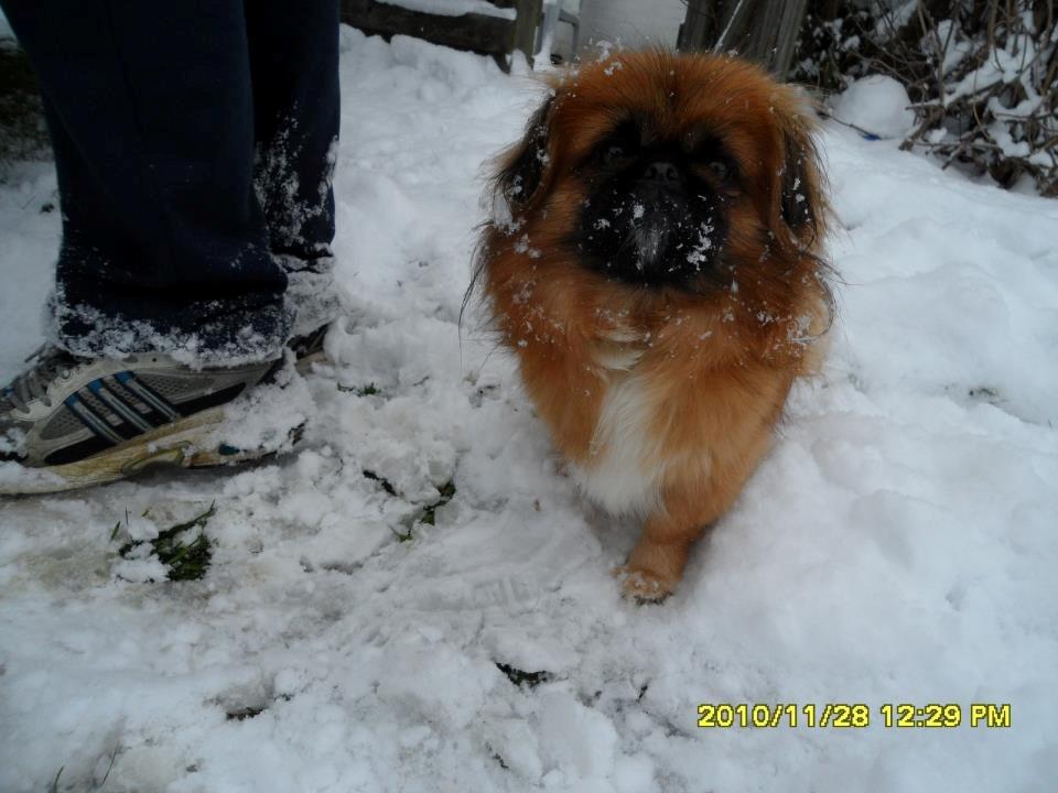 Pekingeser Tothi billede 2