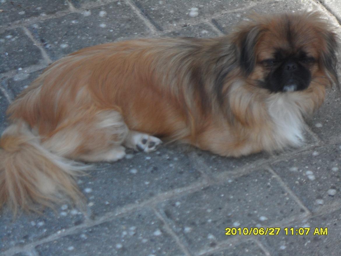 Pekingeser Tothi billede 5