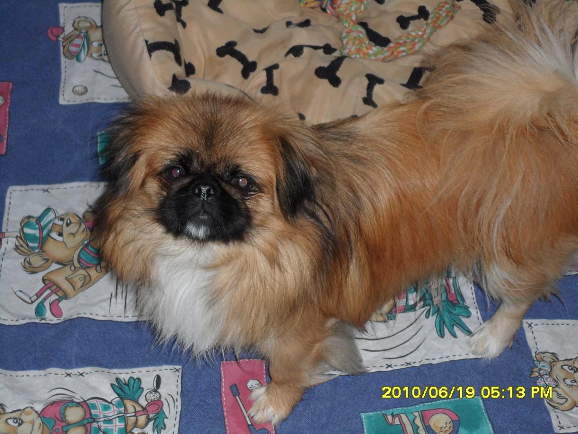 Pekingeser Tothi billede 3