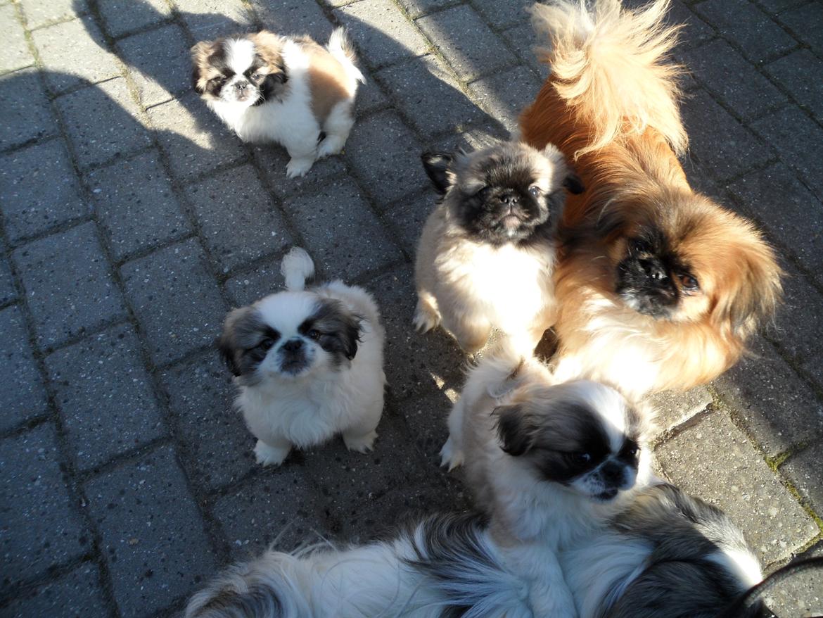 Pekingeser Tothi - Tothi og et af de to kuld hvalpe hun har haft :) billede 6