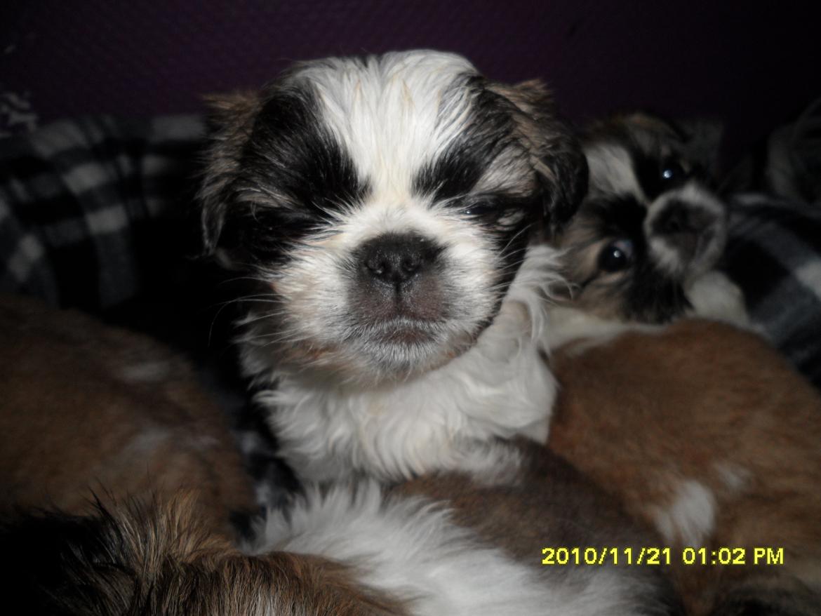 Pekingeser Kitty billede 5