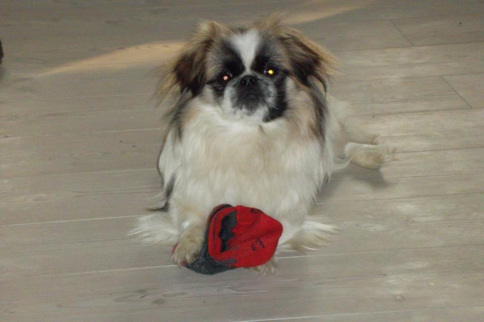 Pekingeser Kitty billede 1