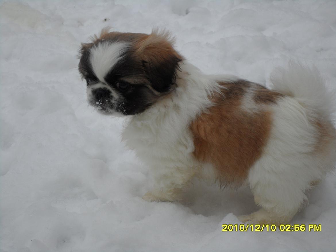 Pekingeser Kitty billede 2