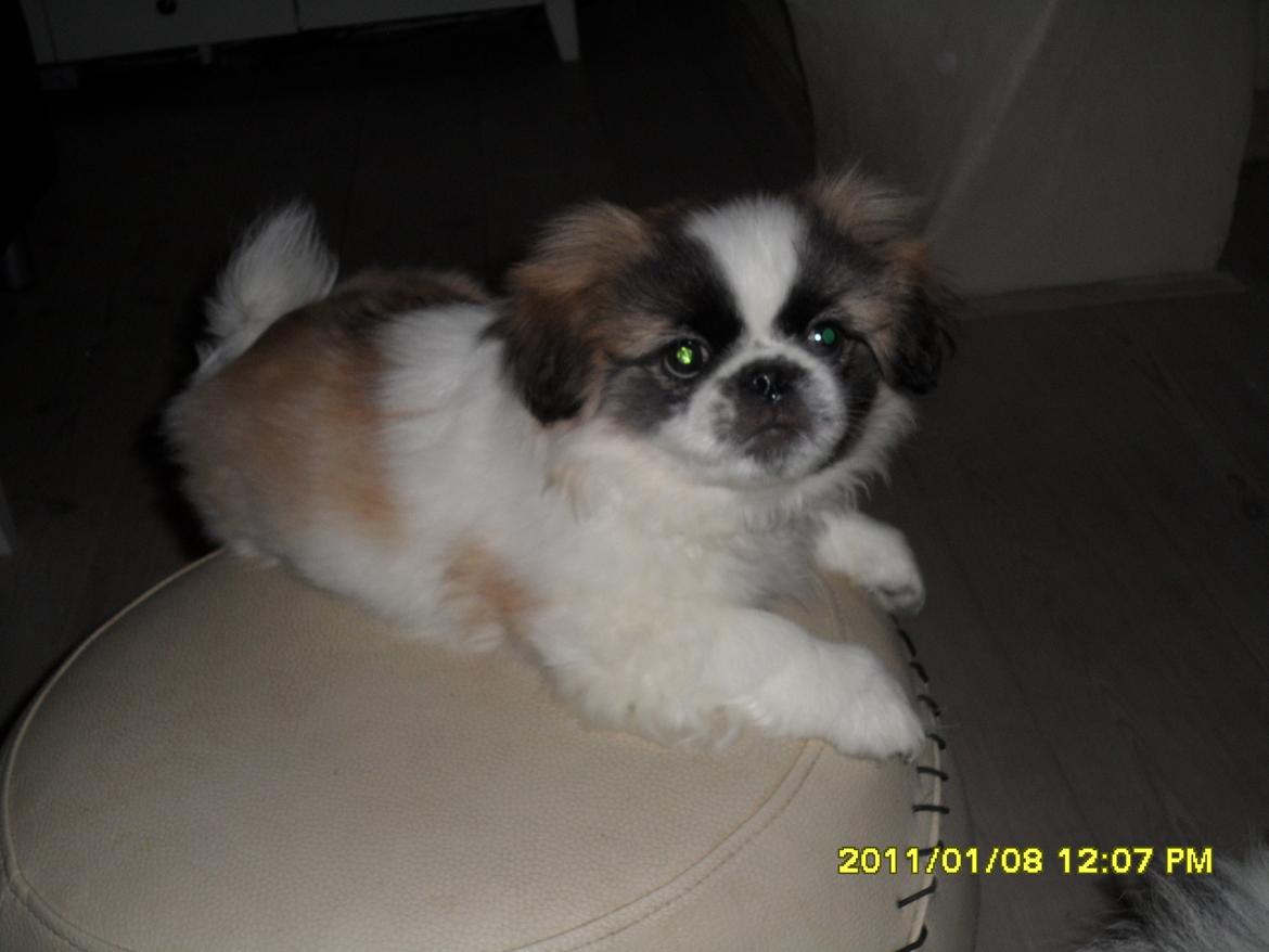 Pekingeser Kitty billede 3