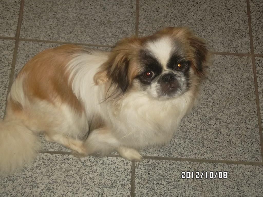 Pekingeser Kitty billede 4