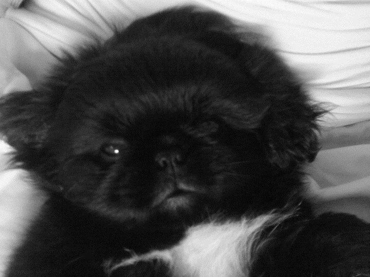 Pekingeser Balou billede 6
