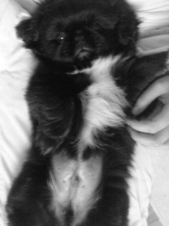 Pekingeser Balou billede 7