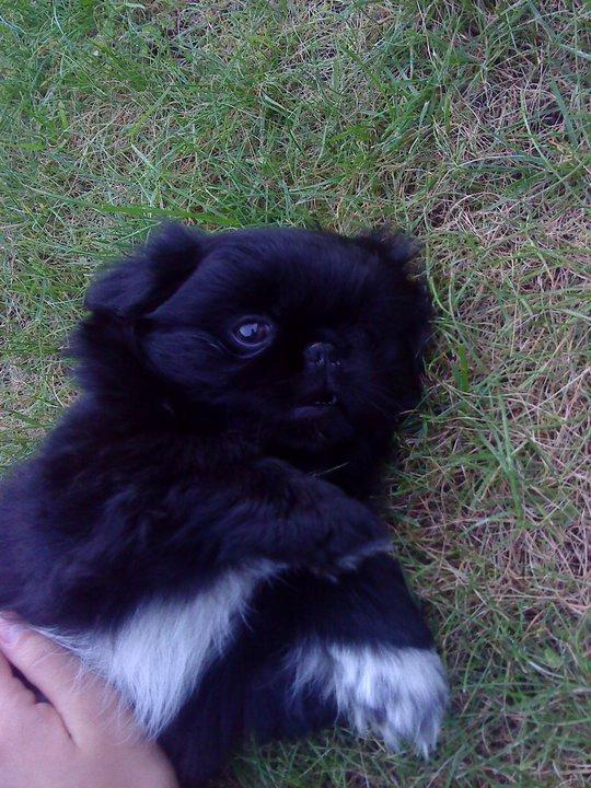 Pekingeser Balou billede 8