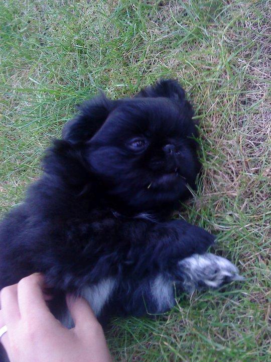 Pekingeser Balou billede 9
