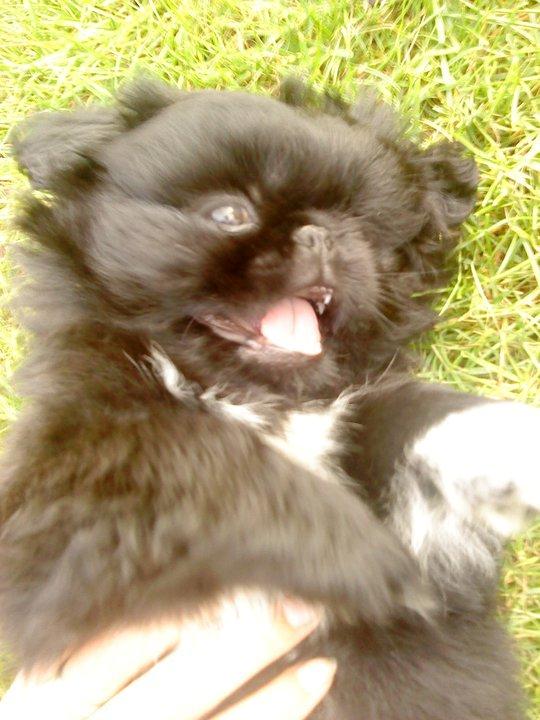 Pekingeser Balou billede 10