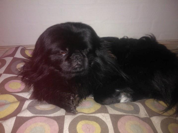Pekingeser Balou billede 5