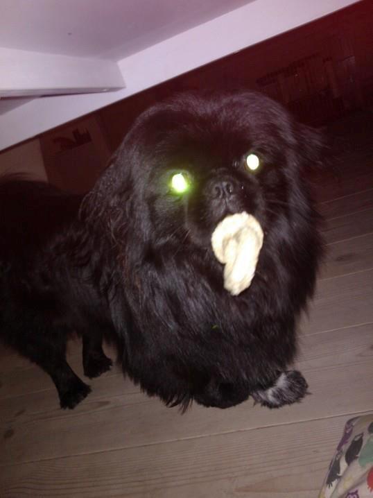 Pekingeser Balou billede 3