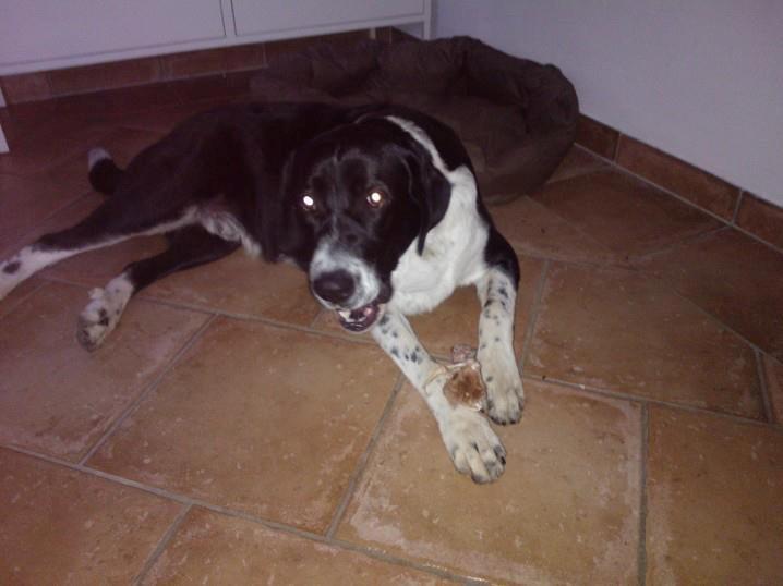 Blanding af racer Futte billede 4