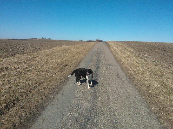 Blanding af racer Futte billede 5