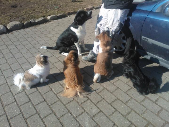 Blanding af racer Futte billede 6