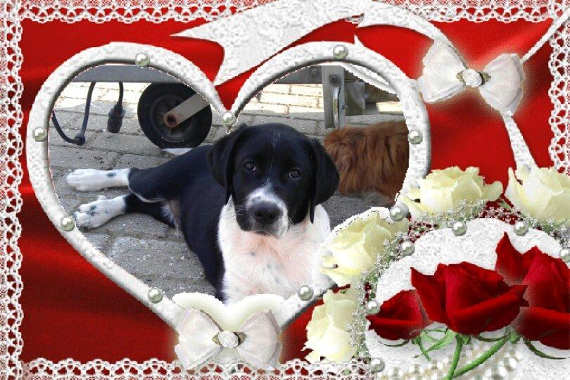 Blanding af racer Futte billede 7