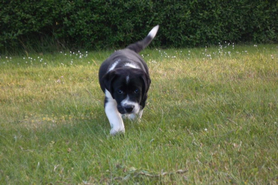 Blanding af racer Futte billede 3