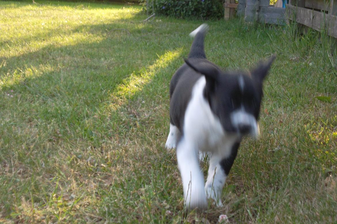 Blanding af racer Futte billede 8