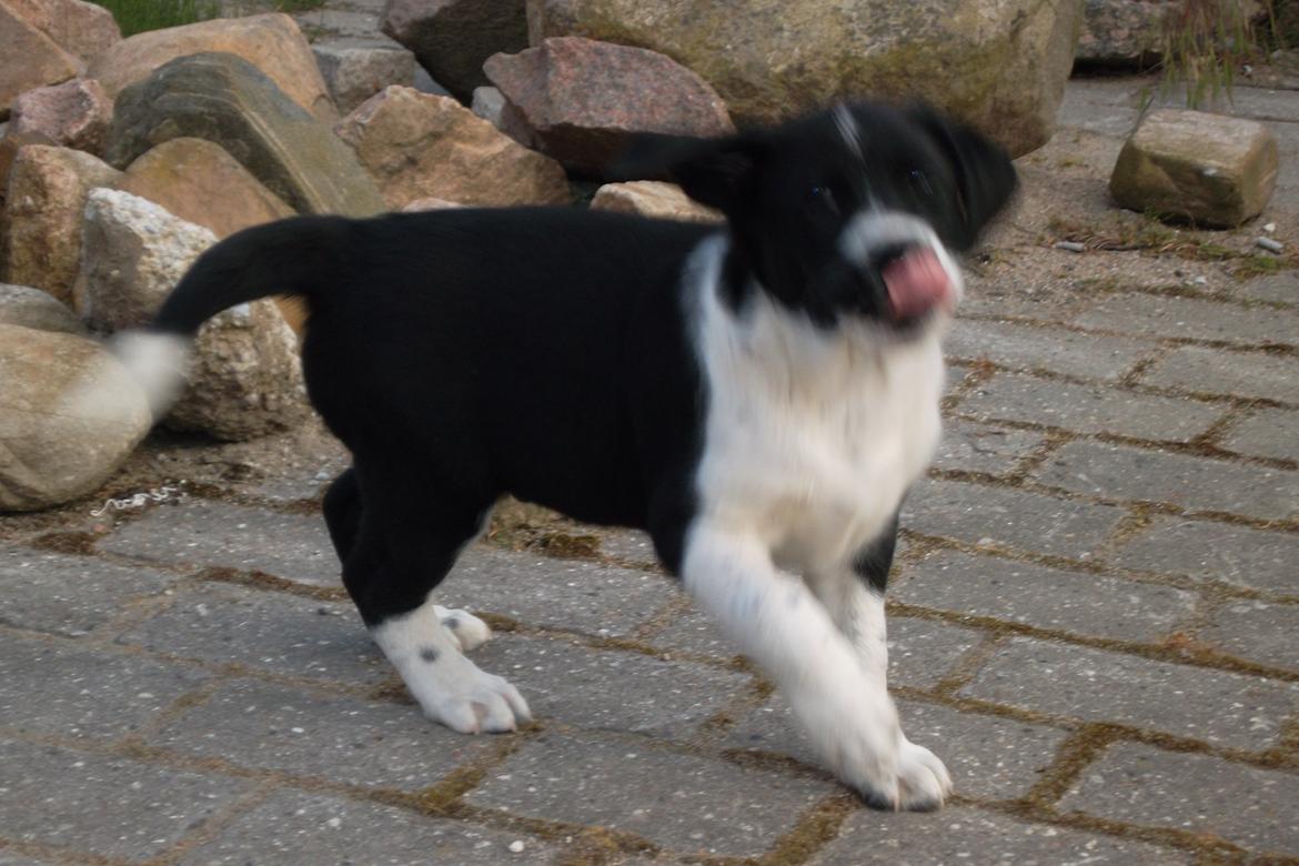 Blanding af racer Futte billede 9