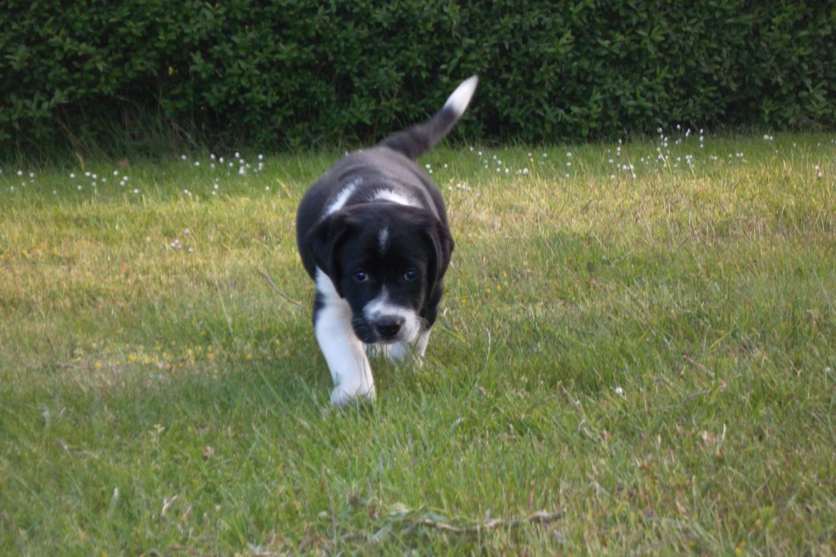 Blanding af racer Futte billede 10