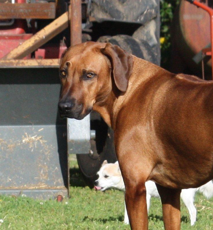 Rhodesian ridgeback Mougli billede 2