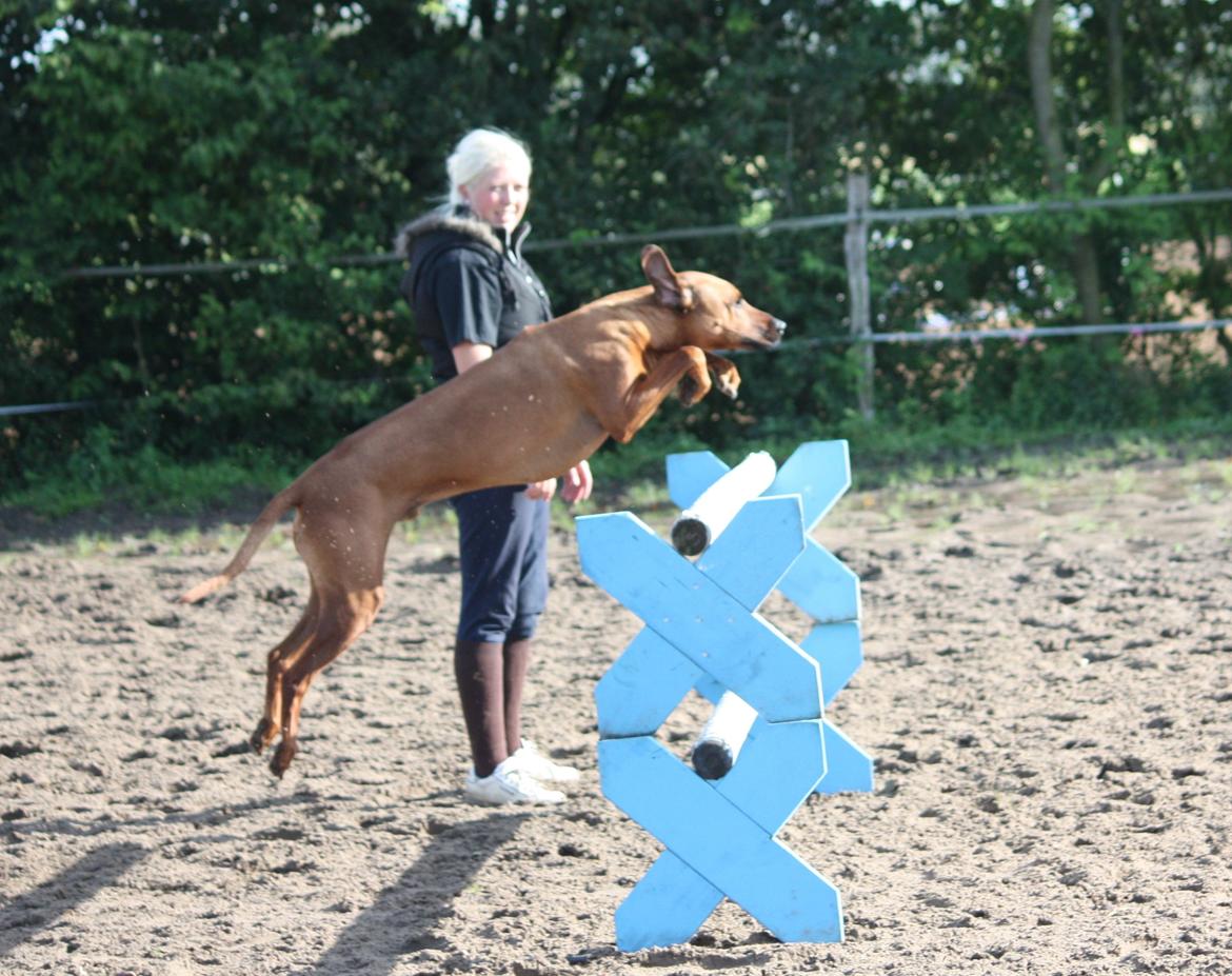 Rhodesian ridgeback Mougli billede 3