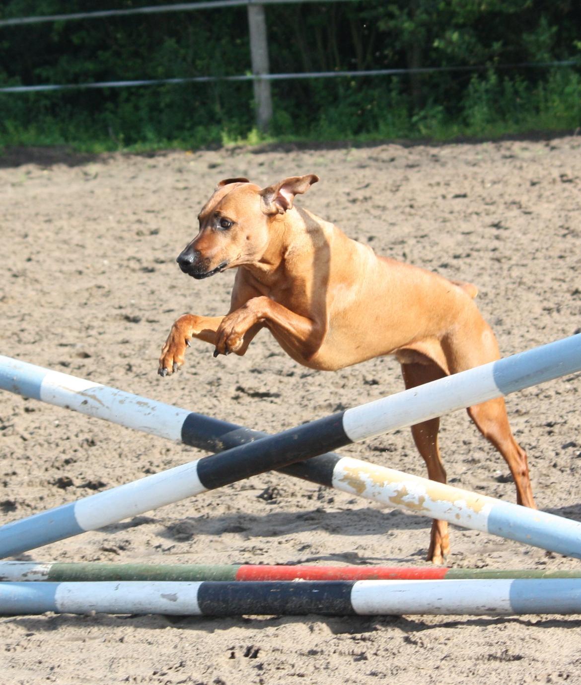 Rhodesian ridgeback Mougli billede 4
