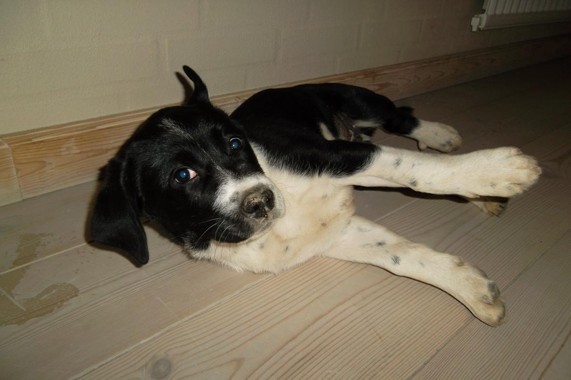 Blanding af racer Futte billede 11