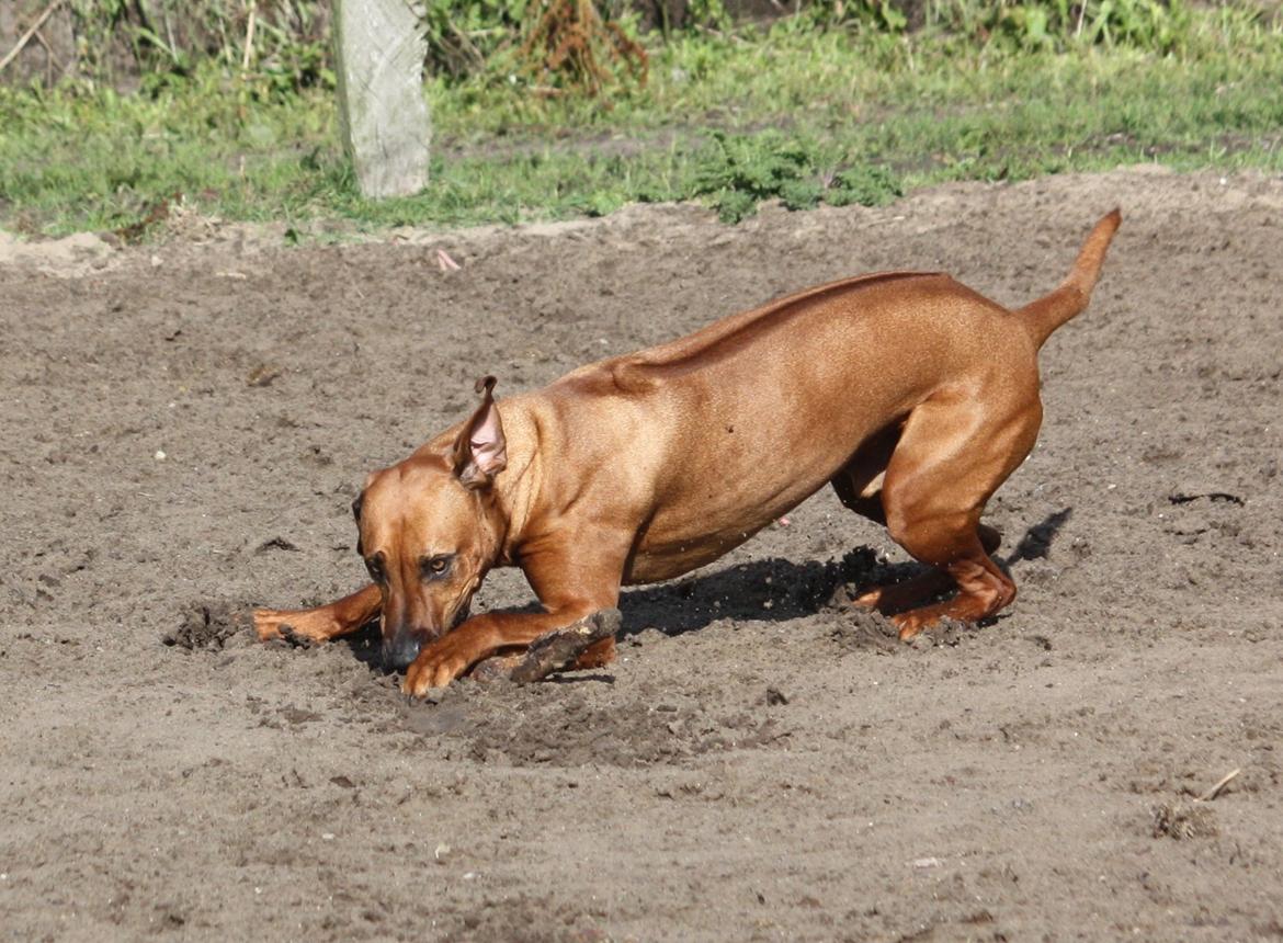 Rhodesian ridgeback Mougli billede 5