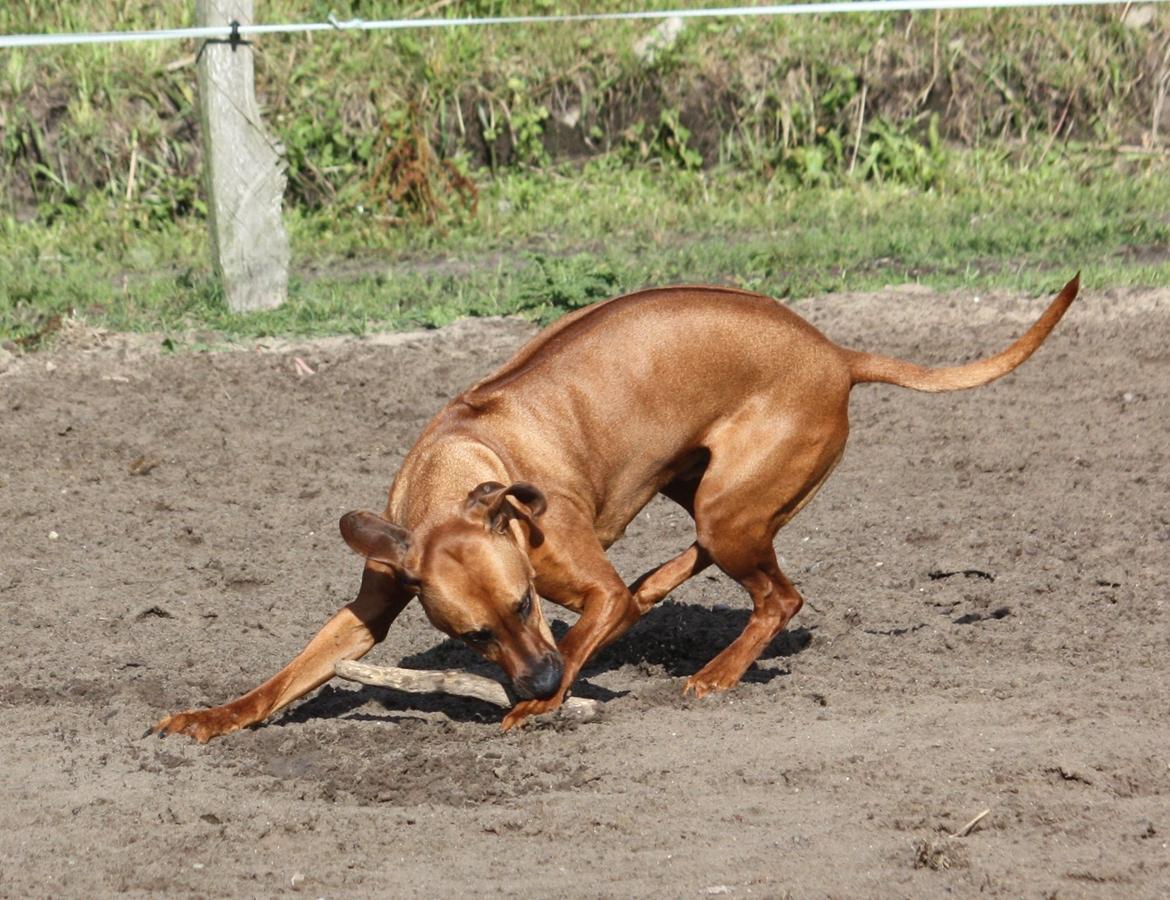 Rhodesian ridgeback Mougli billede 6
