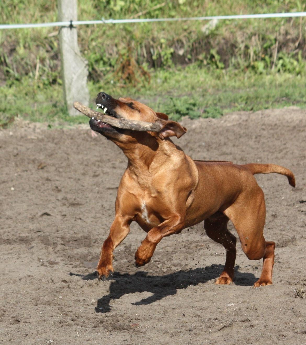 Rhodesian ridgeback Mougli billede 7