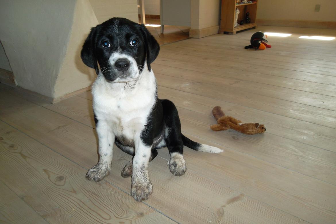 Blanding af racer Futte billede 12