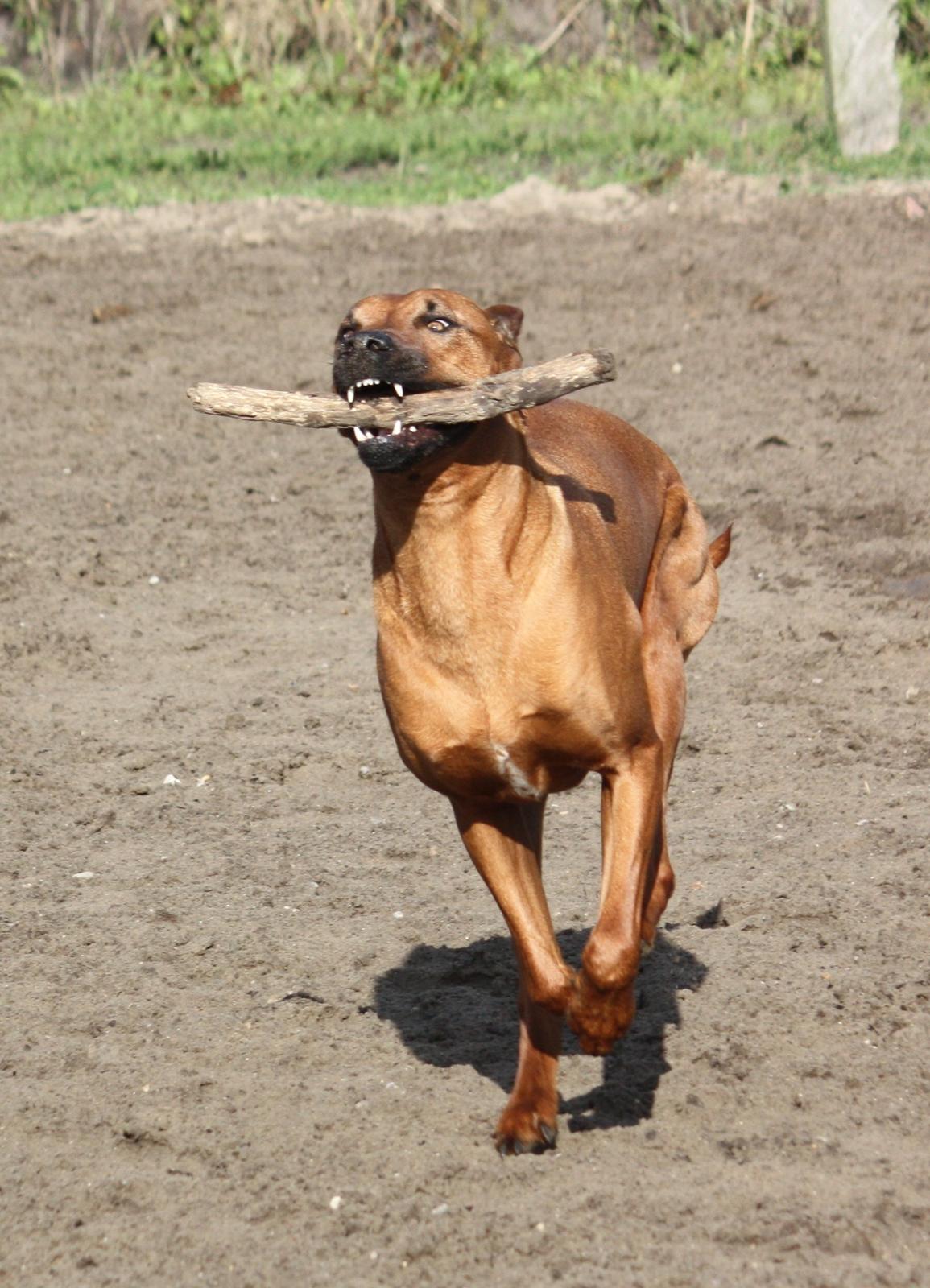 Rhodesian ridgeback Mougli billede 8