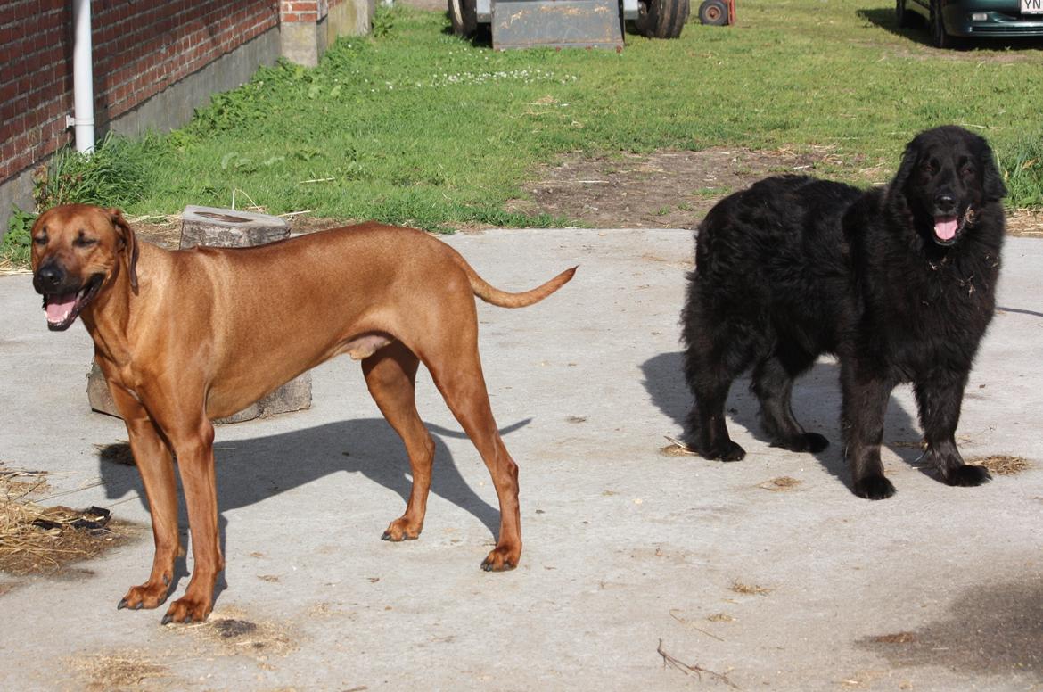 Rhodesian ridgeback Mougli billede 9
