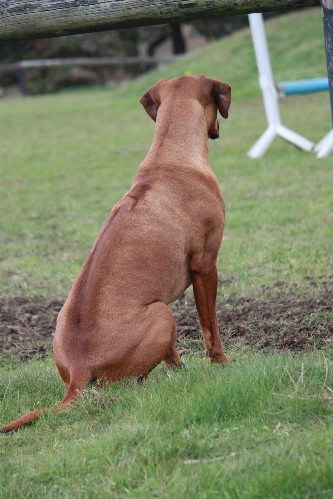 Rhodesian ridgeback Mougli billede 10