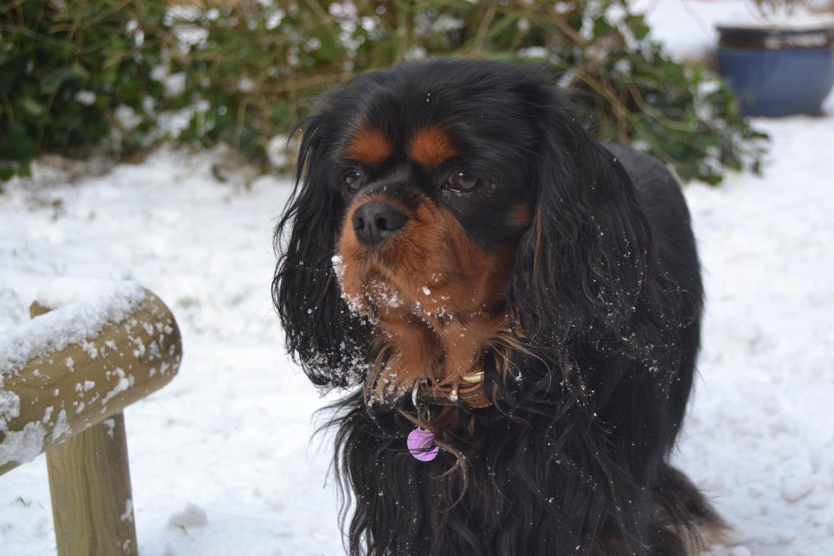 Cavalier king charles spaniel Johnny - Lækreste dreng, altså billede 17