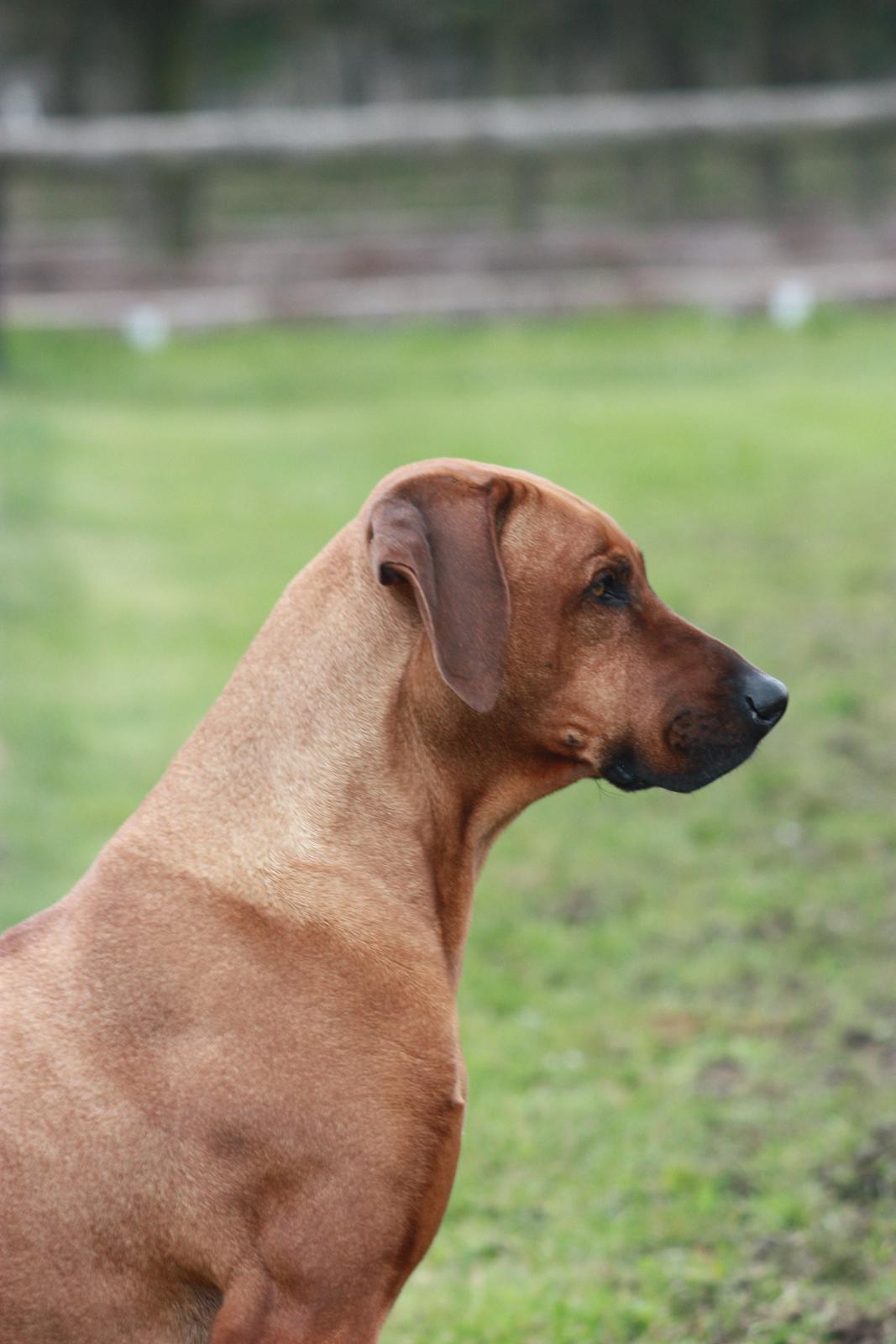 Rhodesian ridgeback Mougli billede 1