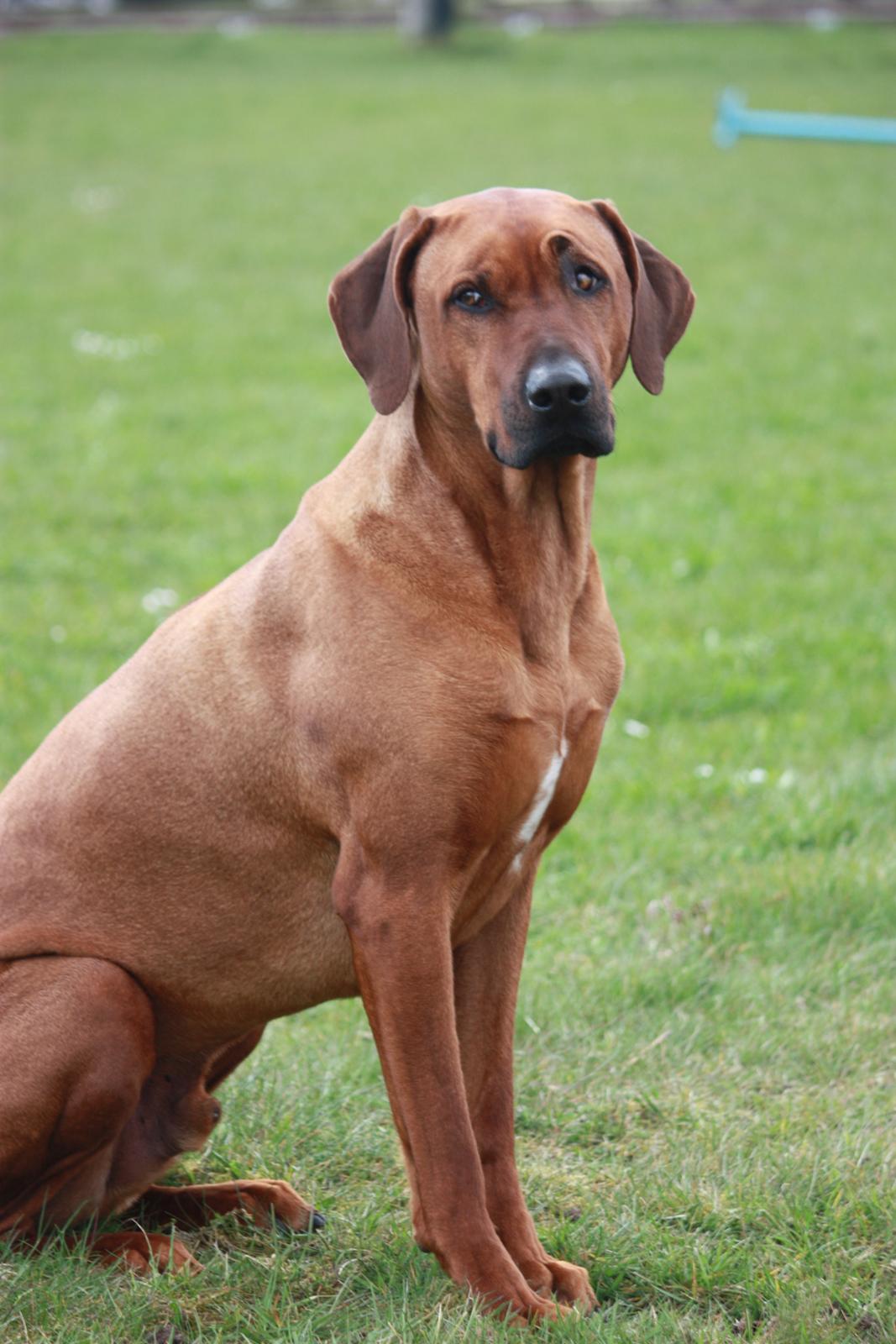 Rhodesian ridgeback Mougli billede 11