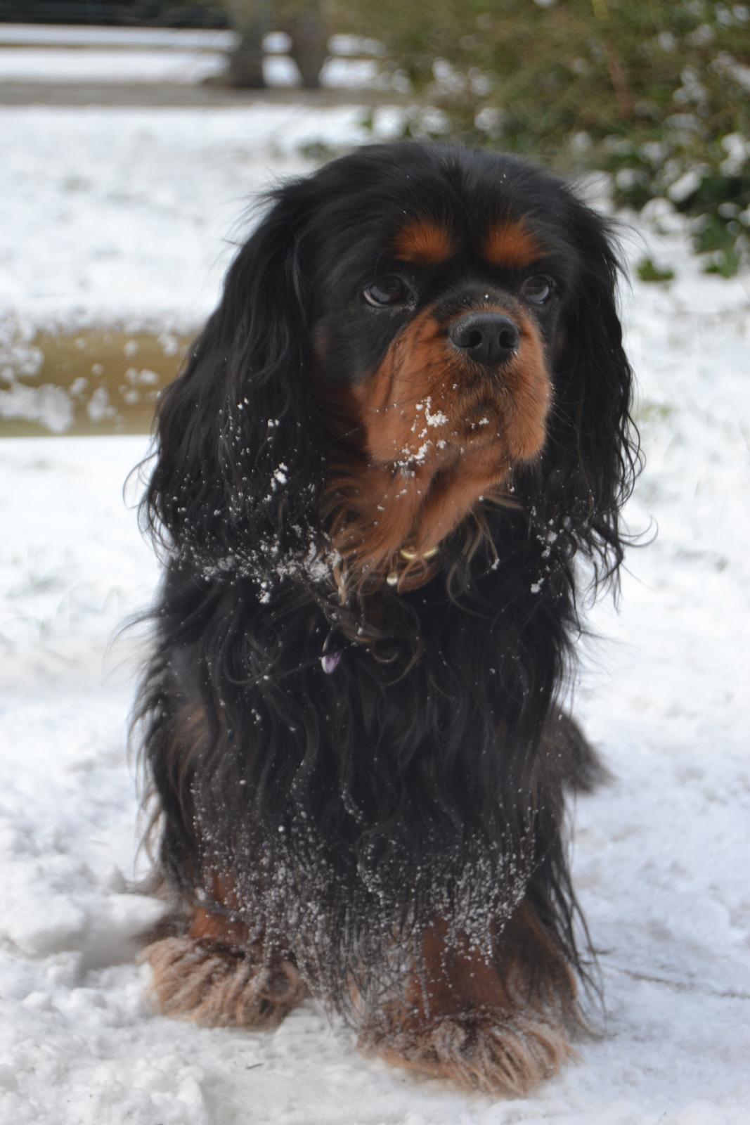 Cavalier king charles spaniel Johnny - Hej og velkommen til Johnnys profil :-)
- Elsker den hund overalt på jorden<3 billede 1