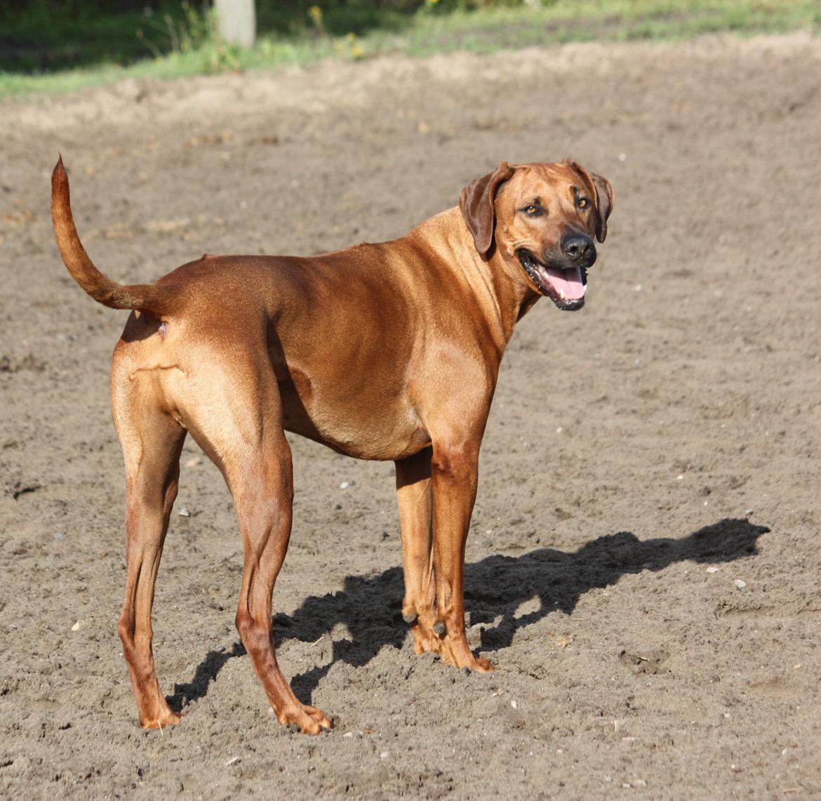 Rhodesian ridgeback Mougli billede 12