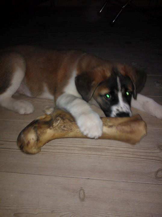 Blanding af racer Filippa. billede 4