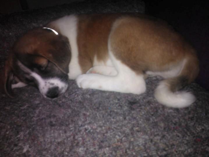 Blanding af racer Filippa. billede 5