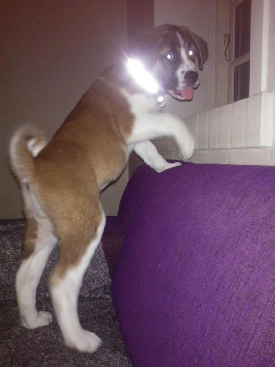 Blanding af racer Filippa. billede 2