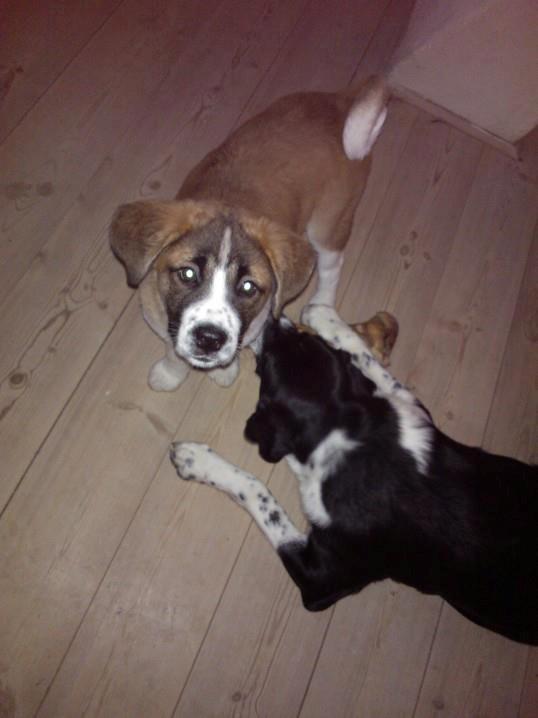 Blanding af racer Filippa. billede 7