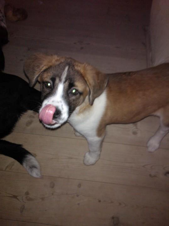 Blanding af racer Filippa. billede 6